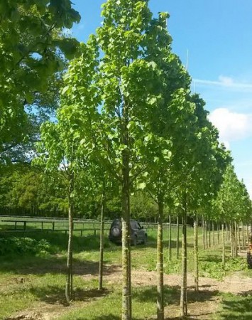 Tilia platyphyllos 'Zelzate', lípa velkolistá 'Zelzate', 18-20, bal